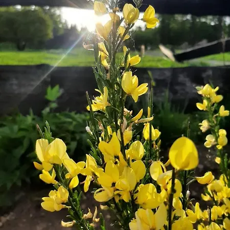 Maly Czar בית נופש Czarnow (Kamienna Gora)